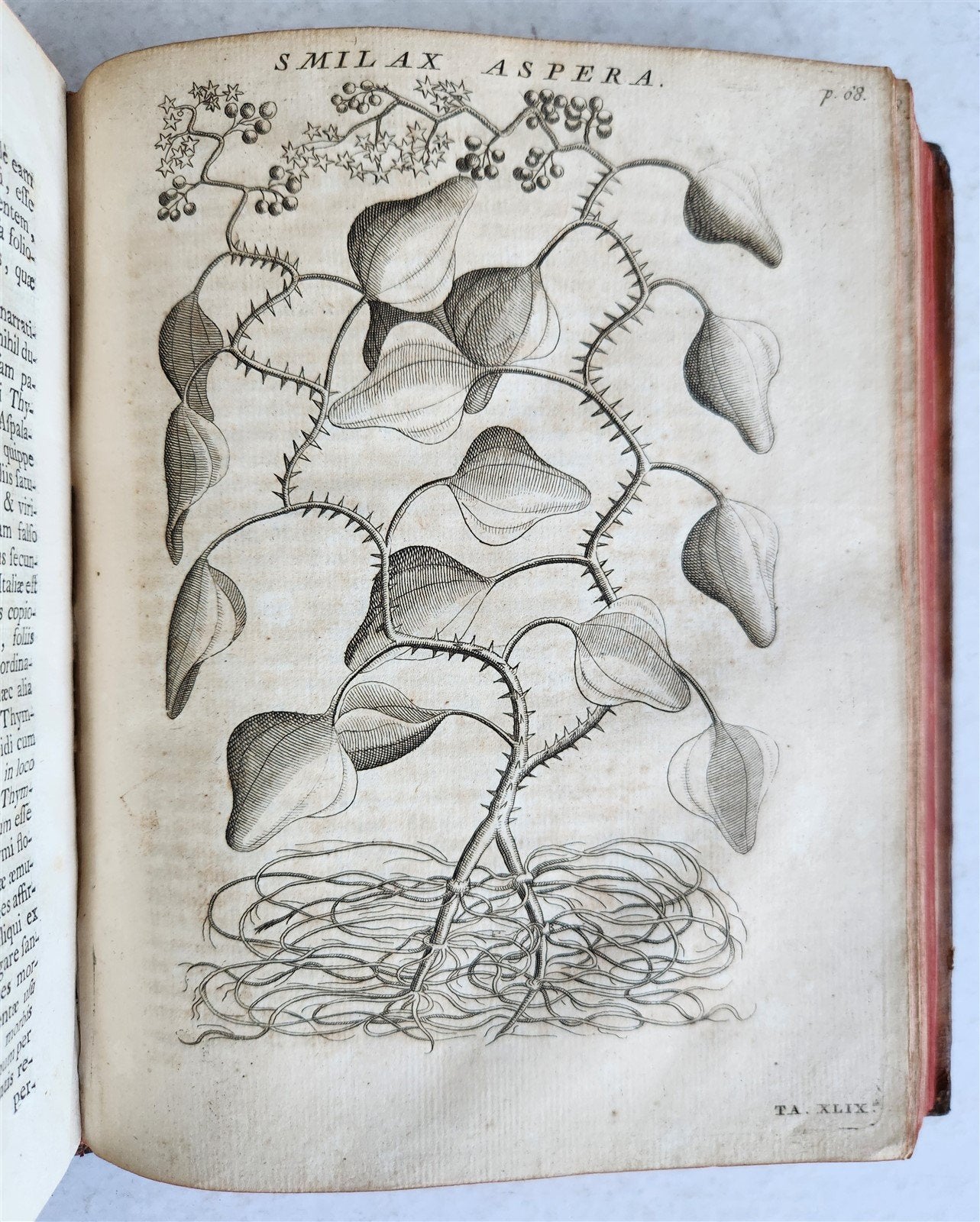 1735 ILLUSTRATED PHARMACOLOGY WORK PLANTS of EGYPT antique De plantis Aegypti