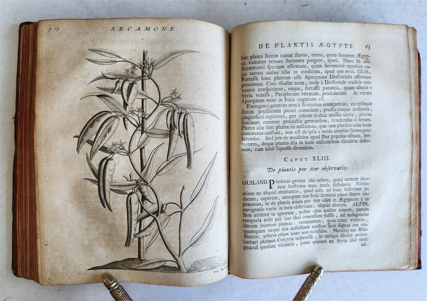 1735 ILLUSTRATED PHARMACOLOGY WORK PLANTS of EGYPT antique De plantis Aegypti