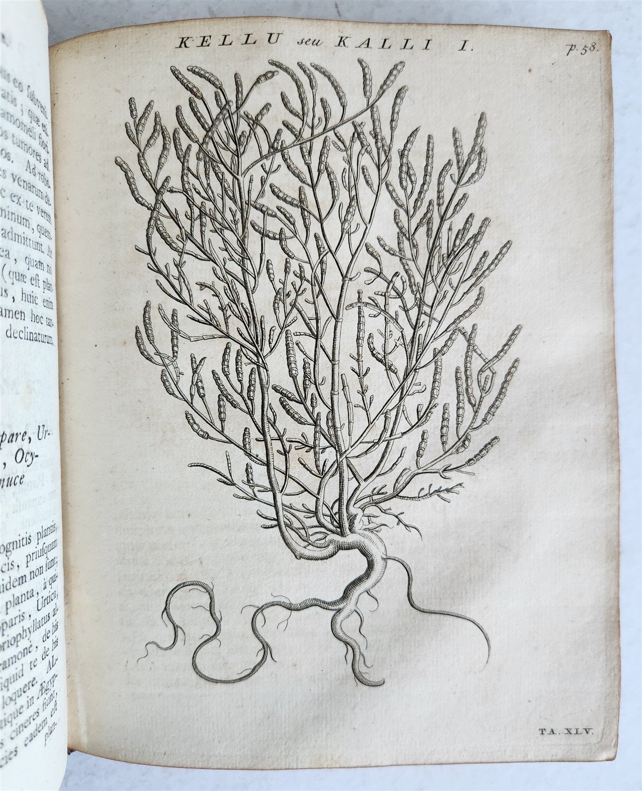 1735 ILLUSTRATED PHARMACOLOGY WORK PLANTS of EGYPT antique De plantis Aegypti