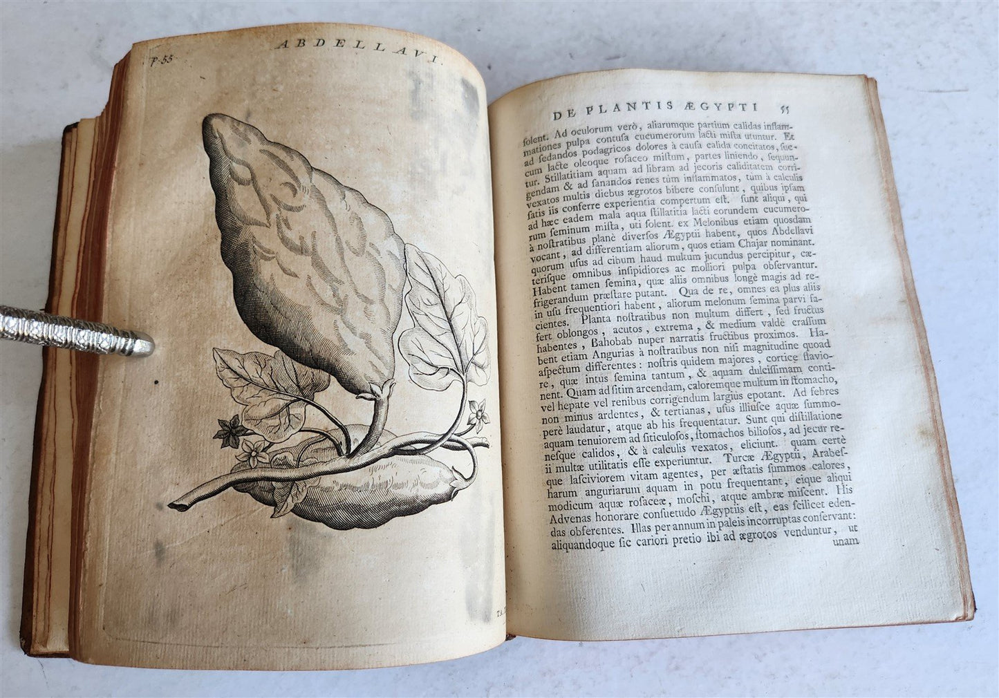 1735 ILLUSTRATED PHARMACOLOGY WORK PLANTS of EGYPT antique De plantis Aegypti
