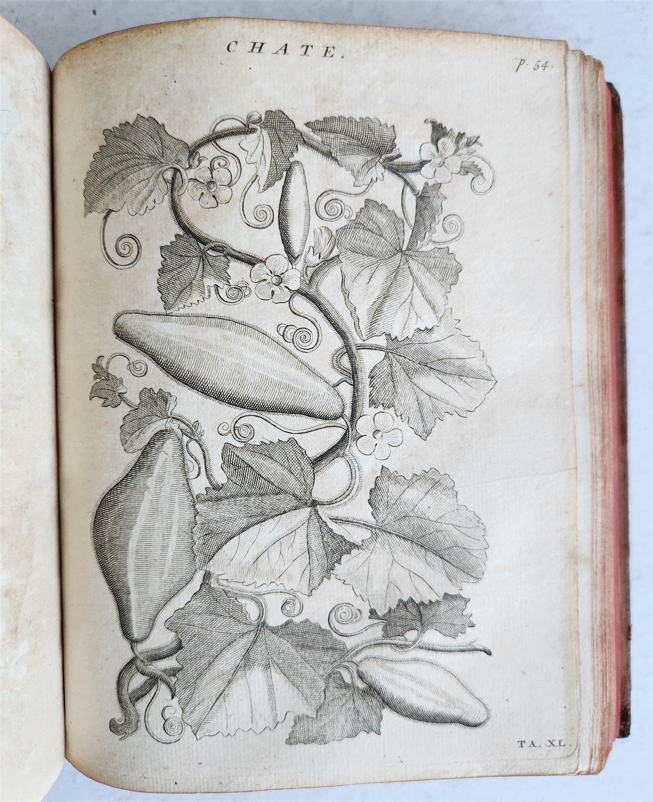 1735 ILLUSTRATED PHARMACOLOGY WORK PLANTS of EGYPT antique De plantis Aegypti