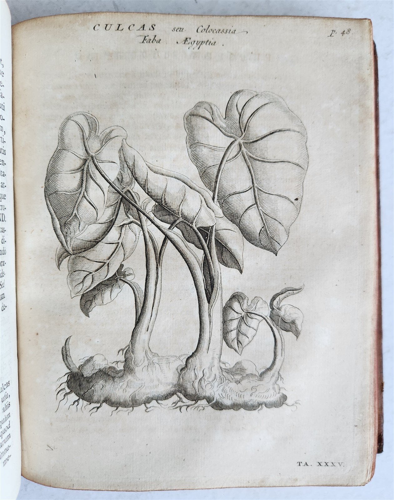 1735 ILLUSTRATED PHARMACOLOGY WORK PLANTS of EGYPT antique De plantis Aegypti