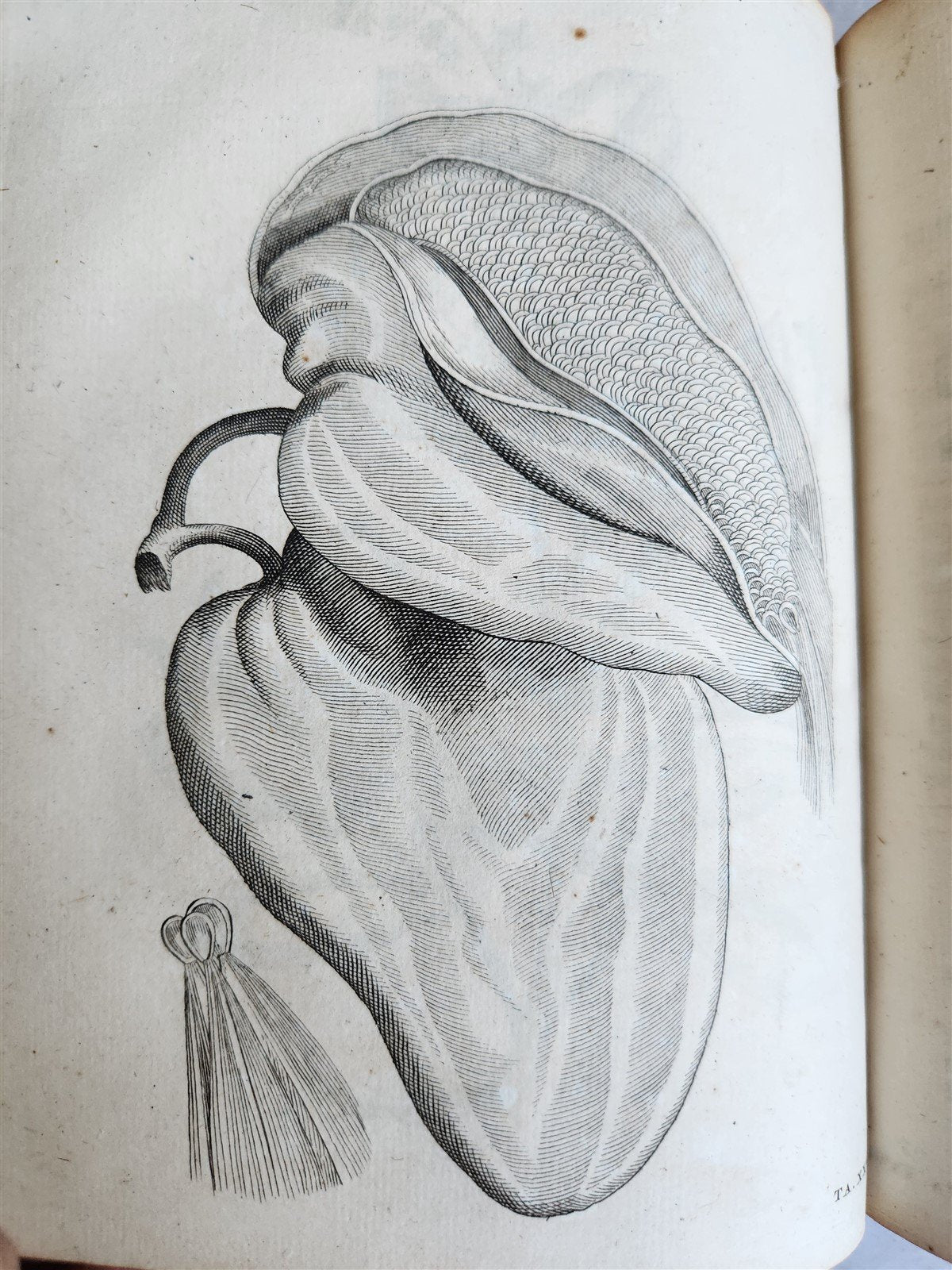 1735 ILLUSTRATED PHARMACOLOGY WORK PLANTS of EGYPT antique De plantis Aegypti