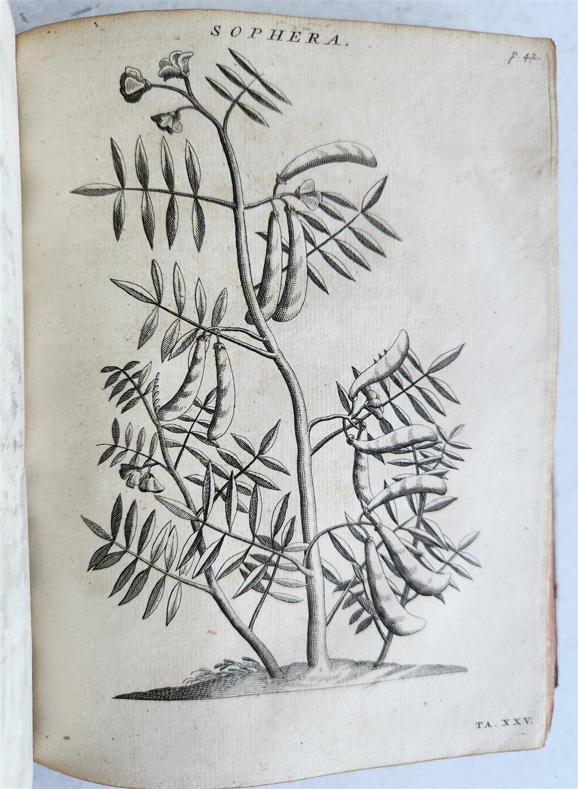 1735 ILLUSTRATED PHARMACOLOGY WORK PLANTS of EGYPT antique De plantis Aegypti