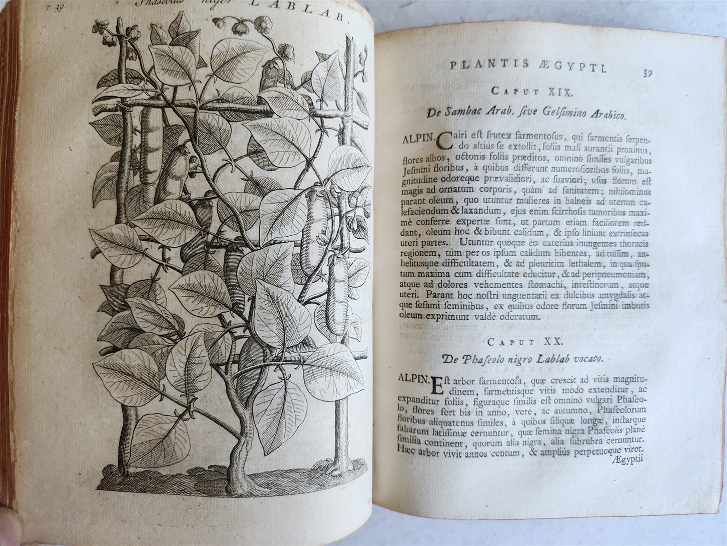 1735 ILLUSTRATED PHARMACOLOGY WORK PLANTS of EGYPT antique De plantis Aegypti