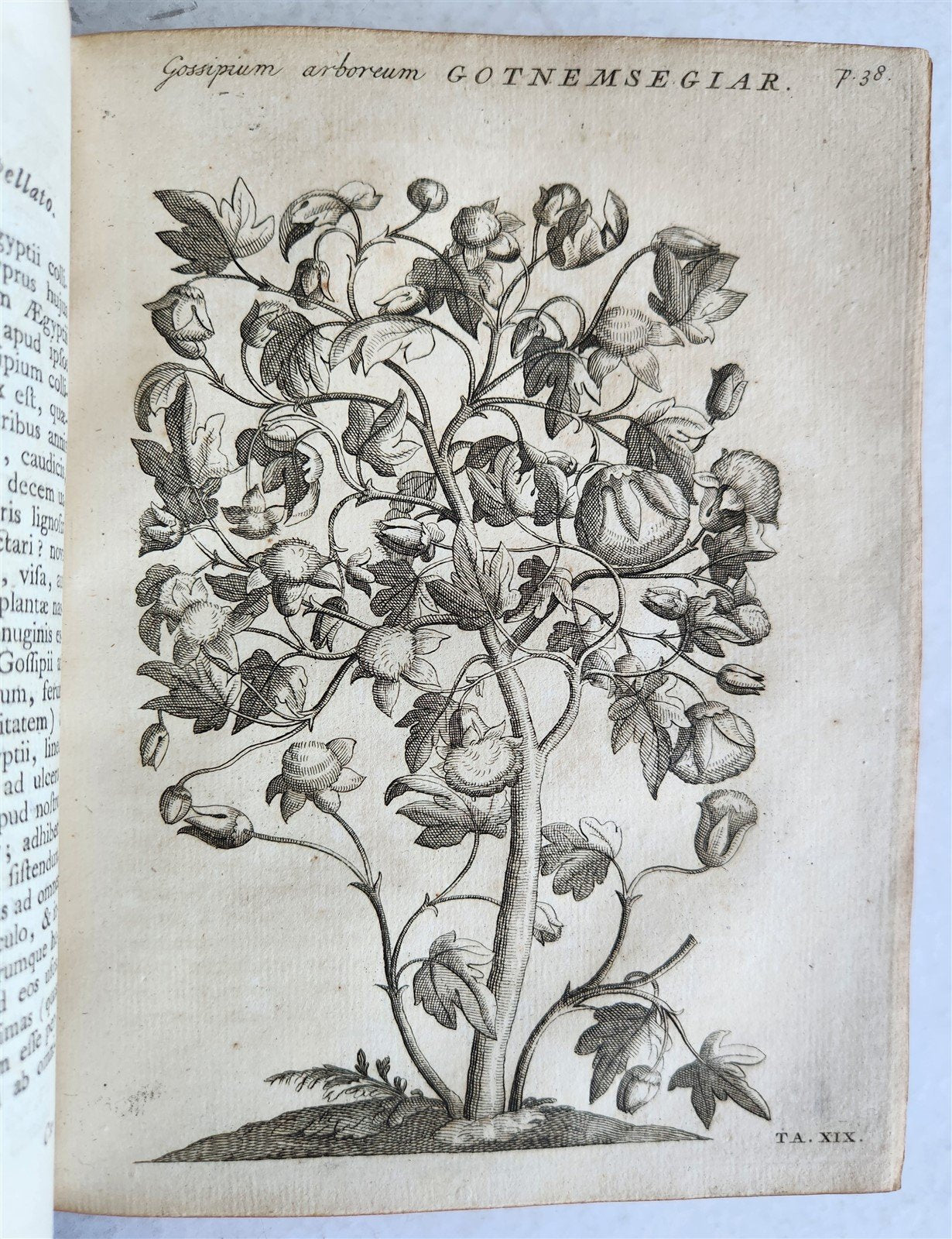 1735 ILLUSTRATED PHARMACOLOGY WORK PLANTS of EGYPT antique De plantis Aegypti