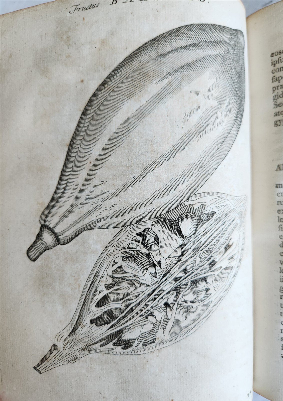 1735 ILLUSTRATED PHARMACOLOGY WORK PLANTS of EGYPT antique De plantis Aegypti