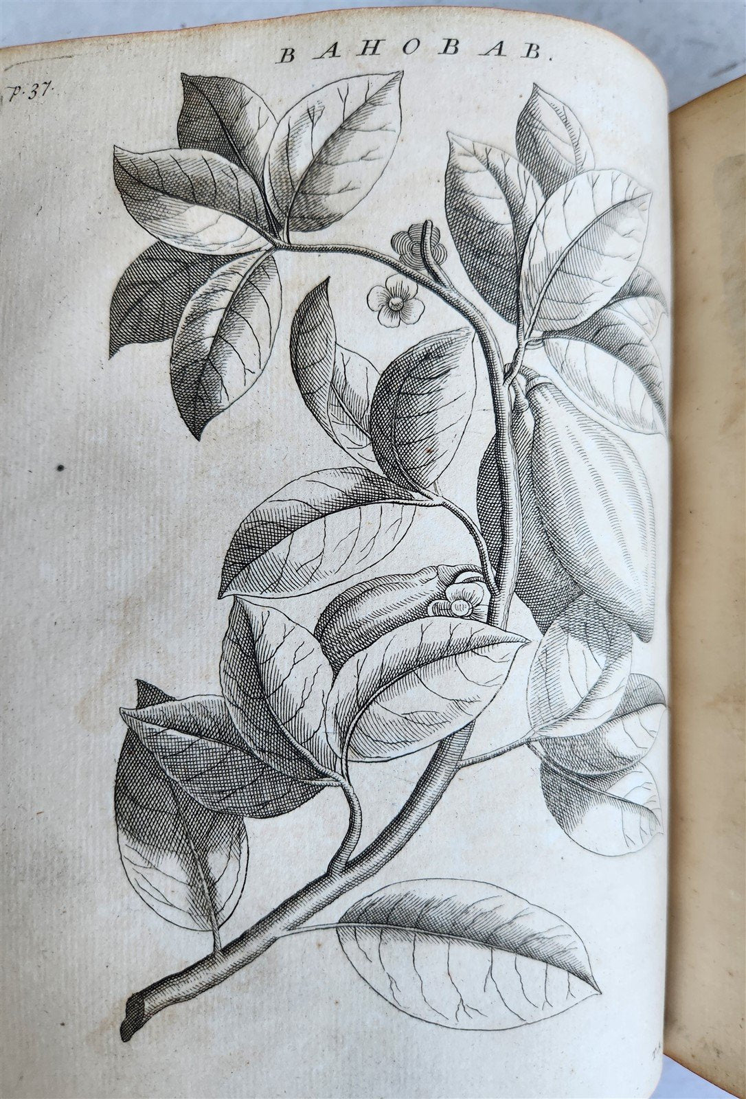 1735 ILLUSTRATED PHARMACOLOGY WORK PLANTS of EGYPT antique De plantis Aegypti