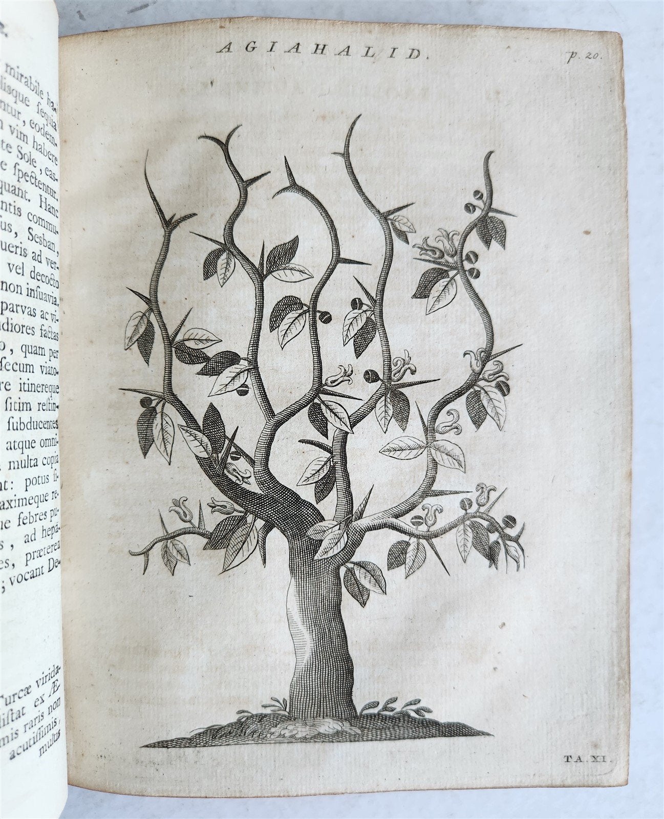 1735 ILLUSTRATED PHARMACOLOGY WORK PLANTS of EGYPT antique De plantis Aegypti