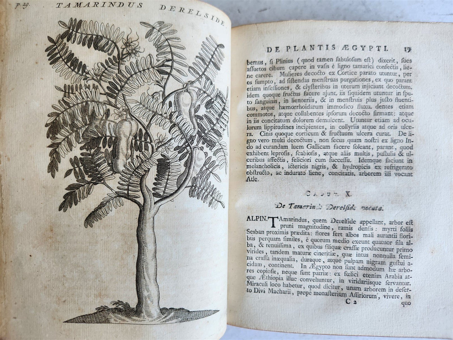 1735 ILLUSTRATED PHARMACOLOGY WORK PLANTS of EGYPT antique De plantis Aegypti