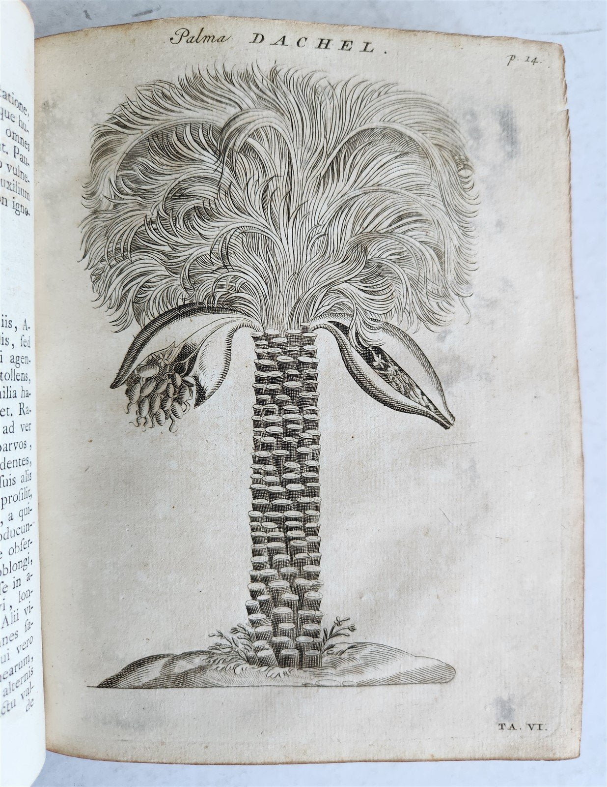 1735 ILLUSTRATED PHARMACOLOGY WORK PLANTS of EGYPT antique De plantis Aegypti