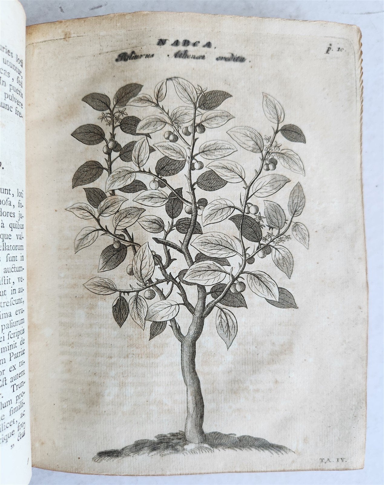 1735 ILLUSTRATED PHARMACOLOGY WORK PLANTS of EGYPT antique De plantis Aegypti