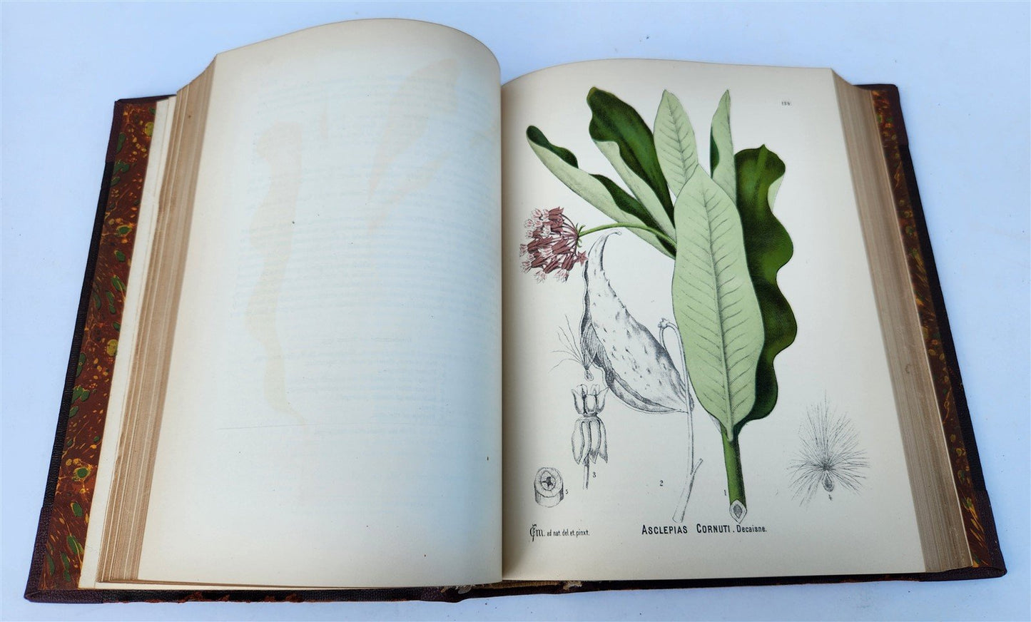 1892 MEDICINAL PLANTS 2 VOLUMES ILLUSTRATED FOLIOS antique by CHARLES MILLSPAUGH