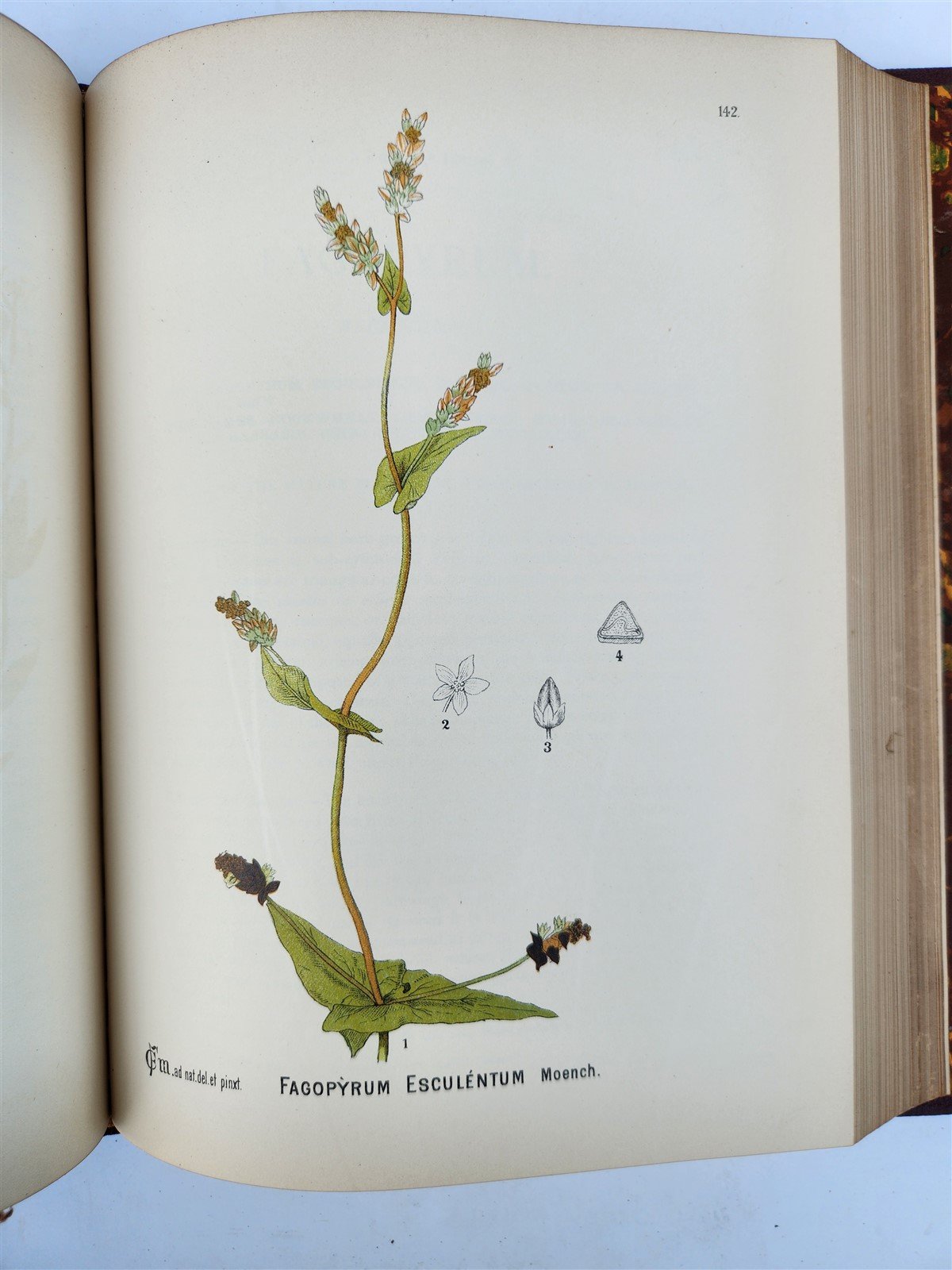 1892 MEDICINAL PLANTS 2 VOLUMES ILLUSTRATED FOLIOS antique by CHARLES MILLSPAUGH