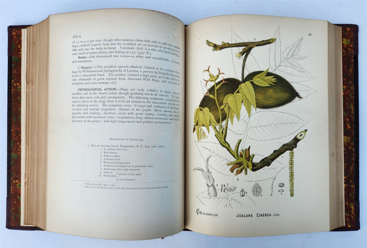 1892 MEDICINAL PLANTS 2 VOLUMES ILLUSTRATED FOLIOS antique by CHARLES MILLSPAUGH