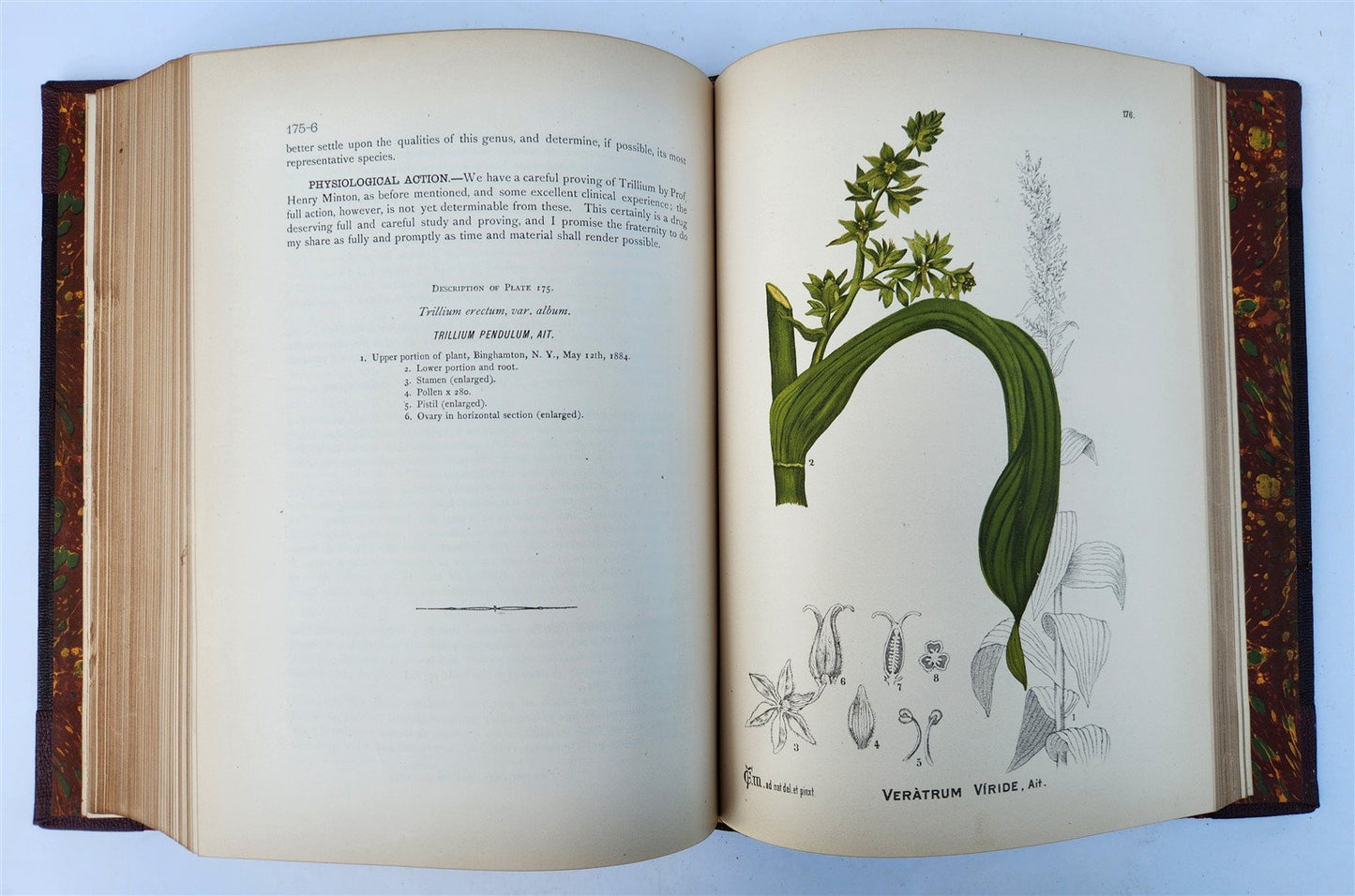 1892 MEDICINAL PLANTS 2 VOLUMES ILLUSTRATED FOLIOS antique by CHARLES MILLSPAUGH