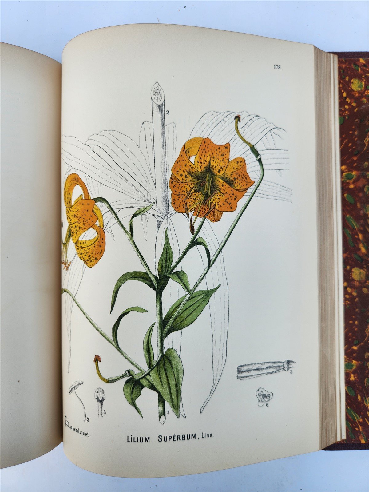 1892 MEDICINAL PLANTS 2 VOLUMES ILLUSTRATED FOLIOS antique by CHARLES MILLSPAUGH