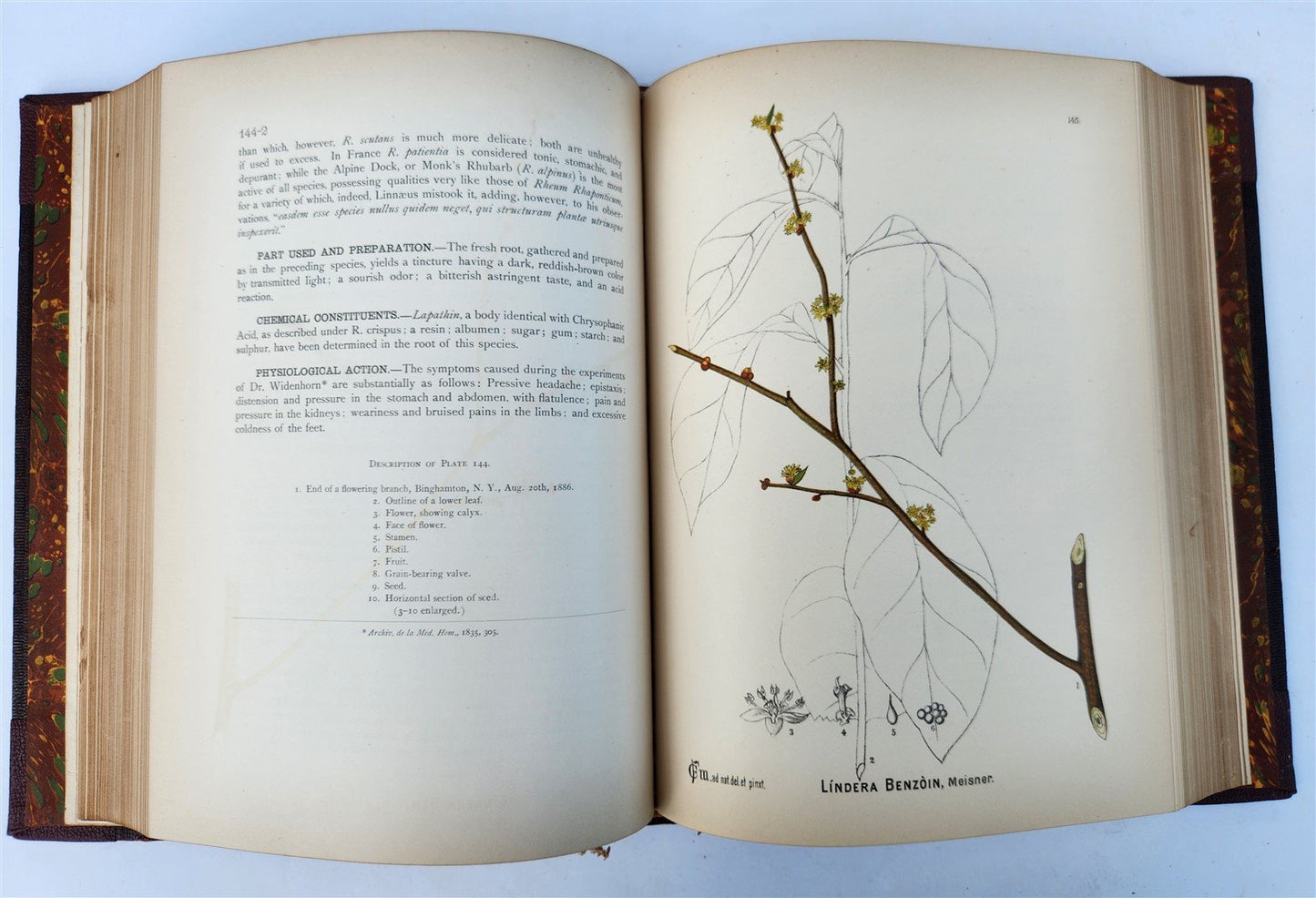 1892 MEDICINAL PLANTS 2 VOLUMES ILLUSTRATED FOLIOS antique by CHARLES MILLSPAUGH