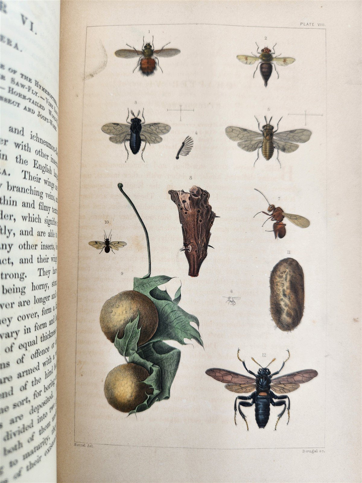 1862 TREATISE on INSECTS INJURIOUS TO VEGETATION antique ILLUSTRATED