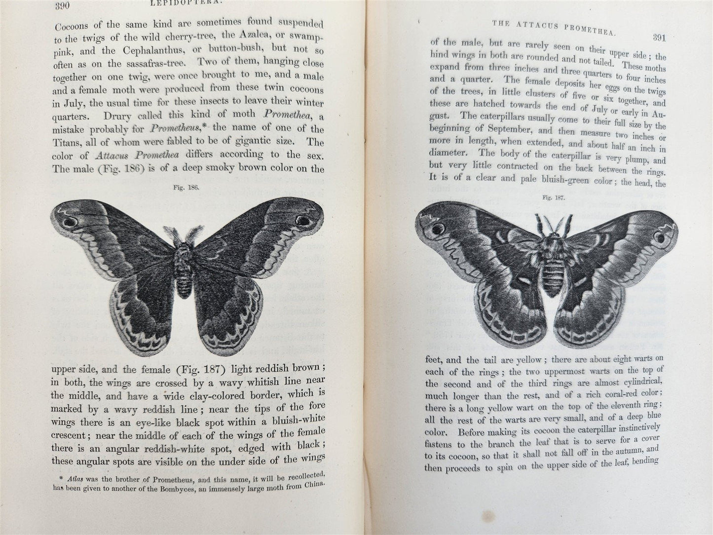 1862 TREATISE on INSECTS INJURIOUS TO VEGETATION antique ILLUSTRATED