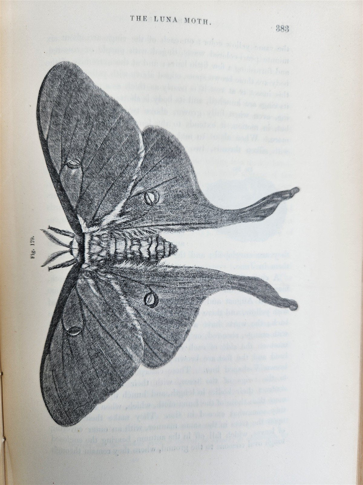 1862 TREATISE on INSECTS INJURIOUS TO VEGETATION antique ILLUSTRATED