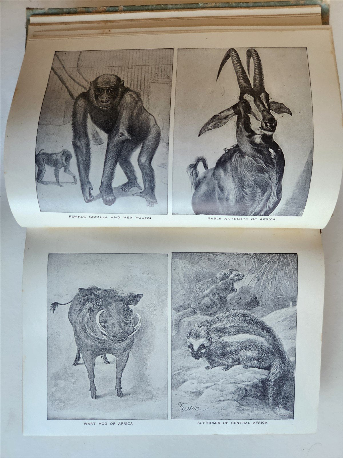 1909 THRILLING ADVENTURES in WILDS of AFRICA ROOSEVELT HUNT antique ILLUSTRATED