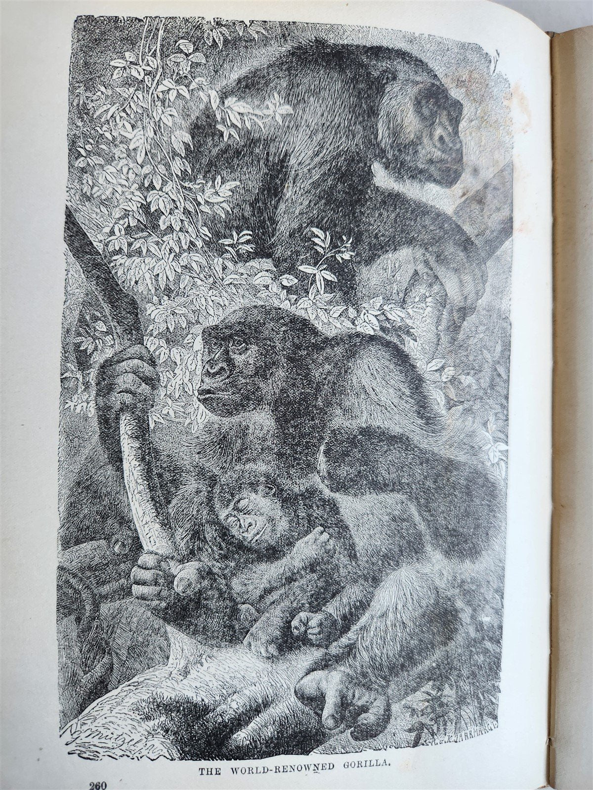 1909 THRILLING ADVENTURES in WILDS of AFRICA ROOSEVELT HUNT antique ILLUSTRATED
