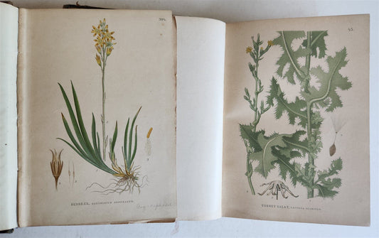 1880s NORDENS FLORA Mentz & Ostenfeld 2 vols antique ILLUSTRATED BOTANY PLANTS