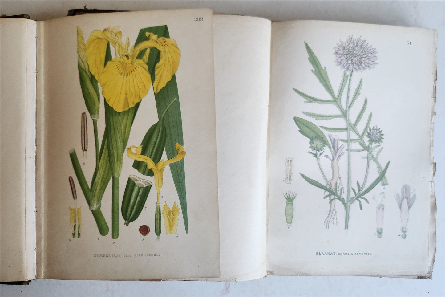 1880s NORDENS FLORA Mentz & Ostenfeld 2 vols antique ILLUSTRATED BOTANY PLANTS