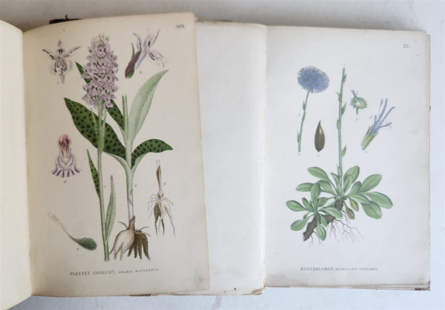 1880s NORDENS FLORA Mentz & Ostenfeld 2 vols antique ILLUSTRATED BOTANY PLANTS