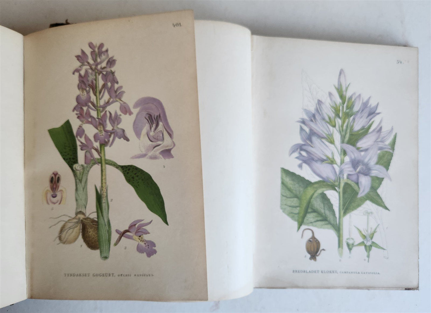 1880s NORDENS FLORA Mentz & Ostenfeld 2 vols antique ILLUSTRATED BOTANY PLANTS