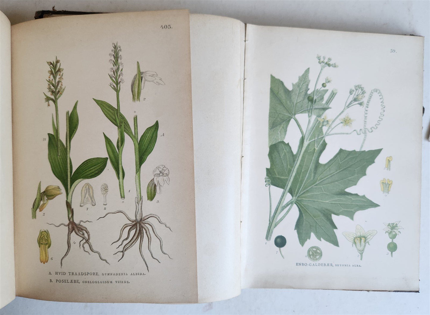 1880s NORDENS FLORA Mentz & Ostenfeld 2 vols antique ILLUSTRATED BOTANY PLANTS