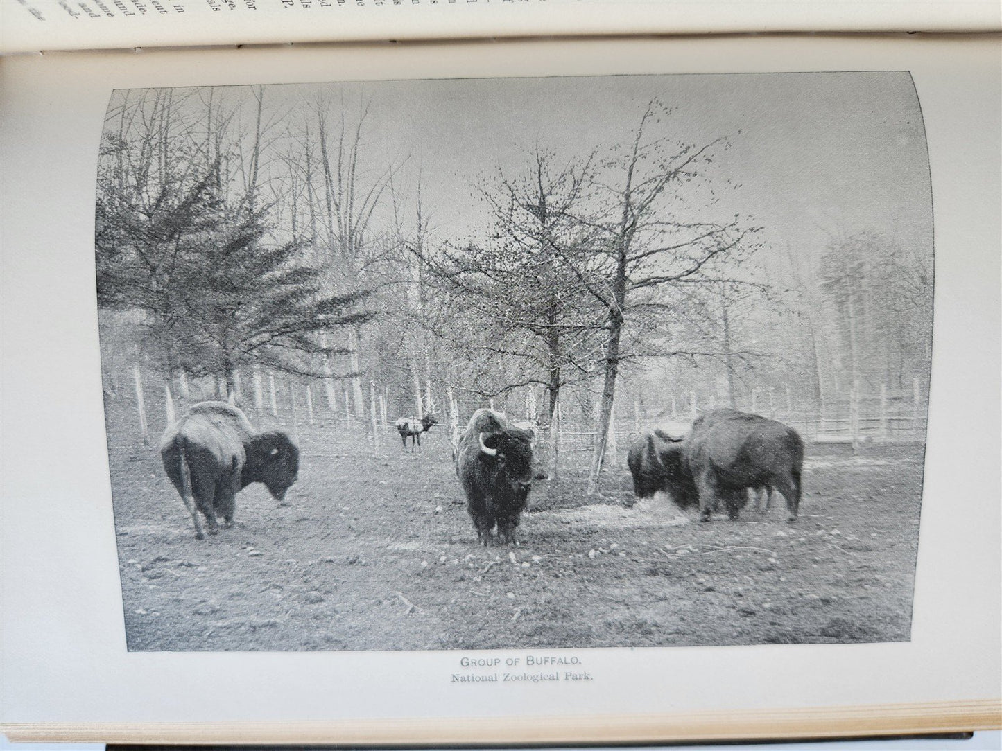 1894 REPORT of BOARD of REGENTS of SMITHSONIAN INSTITUTION antique ILLUSTRATED