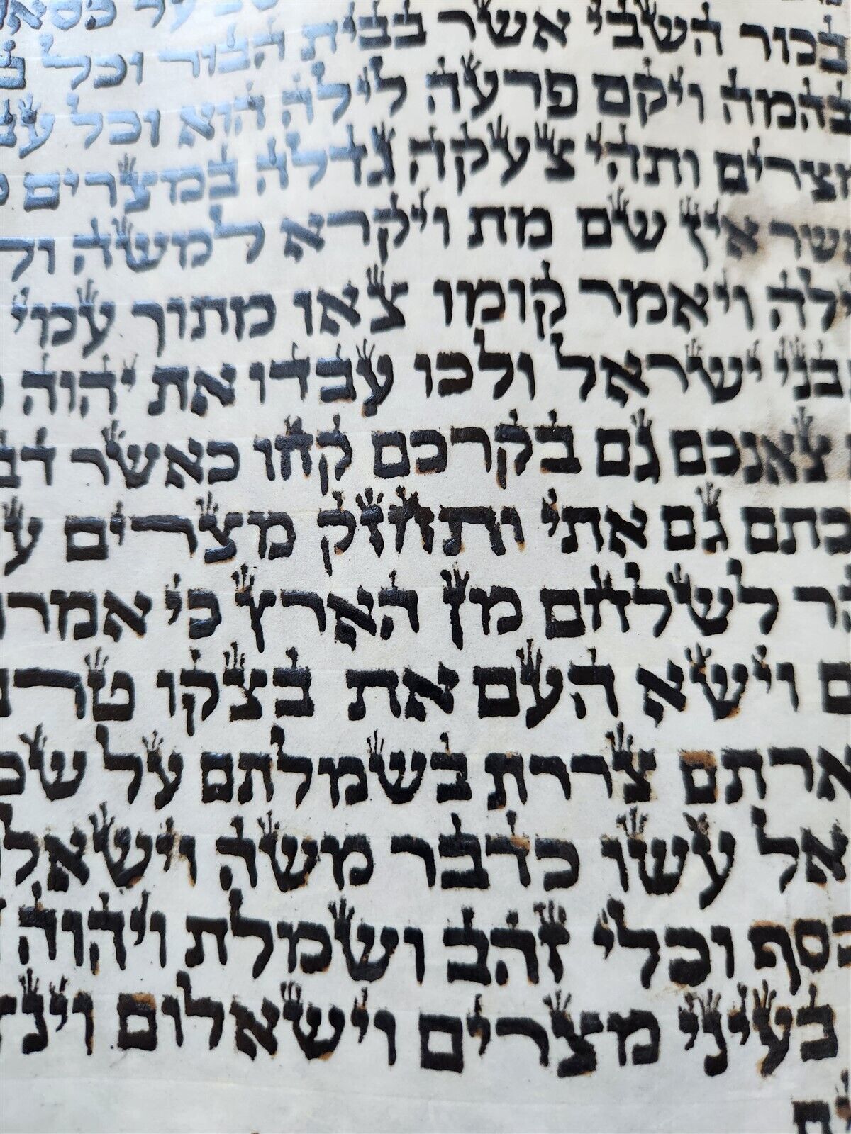 TORAH SCROLL FRAGMENT MANUSCRIPT on VELLUM antique BIBLE EXODUS 12:5-14:28