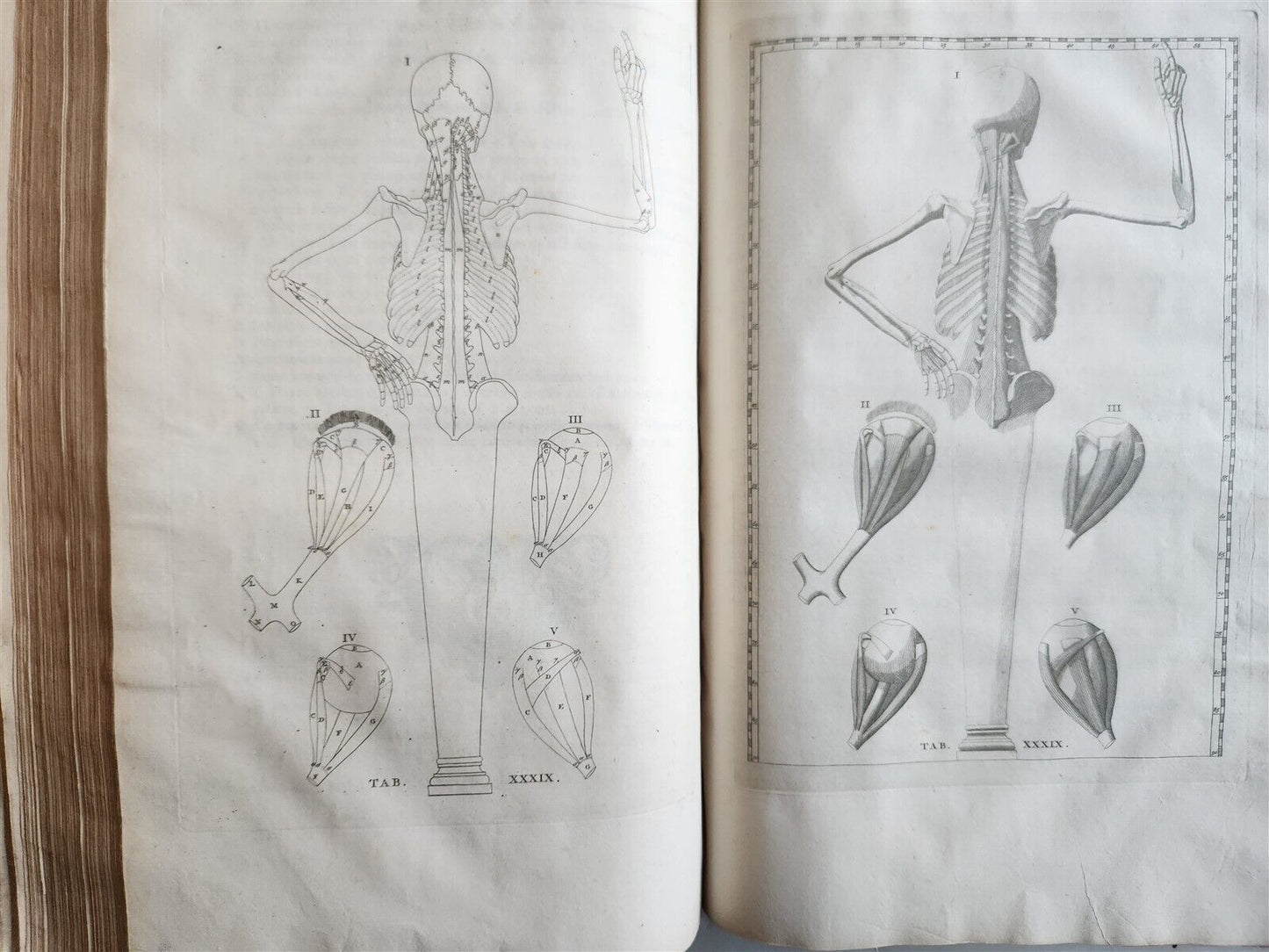 1744 ILLUSTRATED ANATOMY antique FOLIO Explicatio tabularum anatomicarum ALBINUS