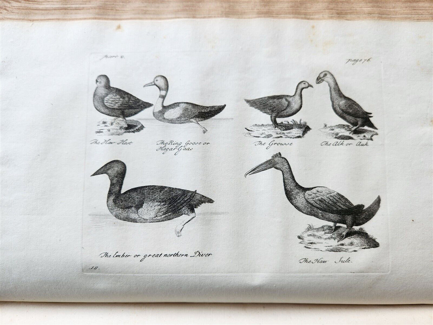 1755 NATURAL HISTORY of NORWAY ILLUSTRATED Pontoppidan antique FOLIO in ENGLISH