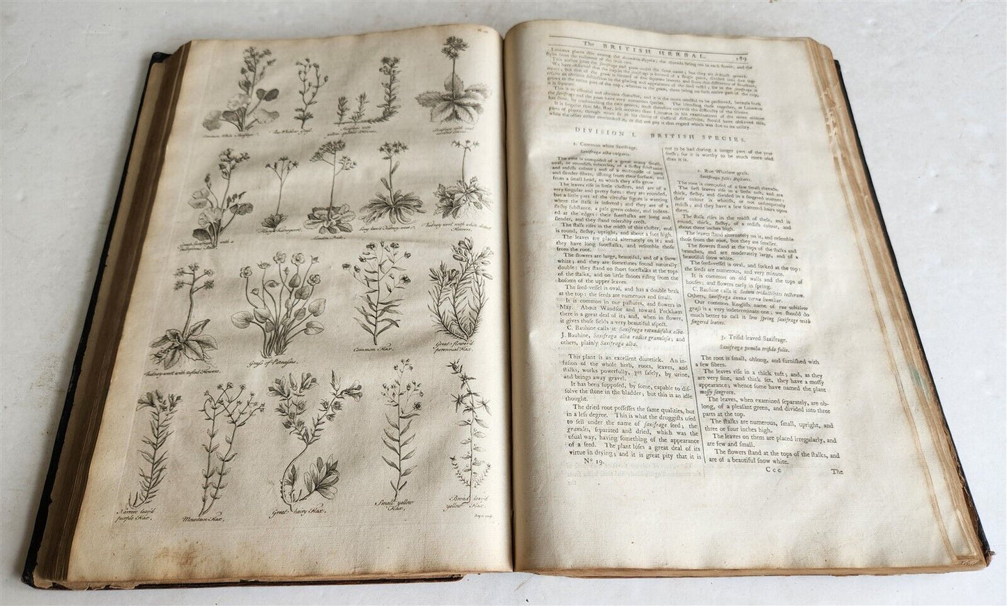 1756 BRITISH HERBAL J.HILL antique ILLUSTRATED FOLIO HISTORY OF PLANTS & TREES