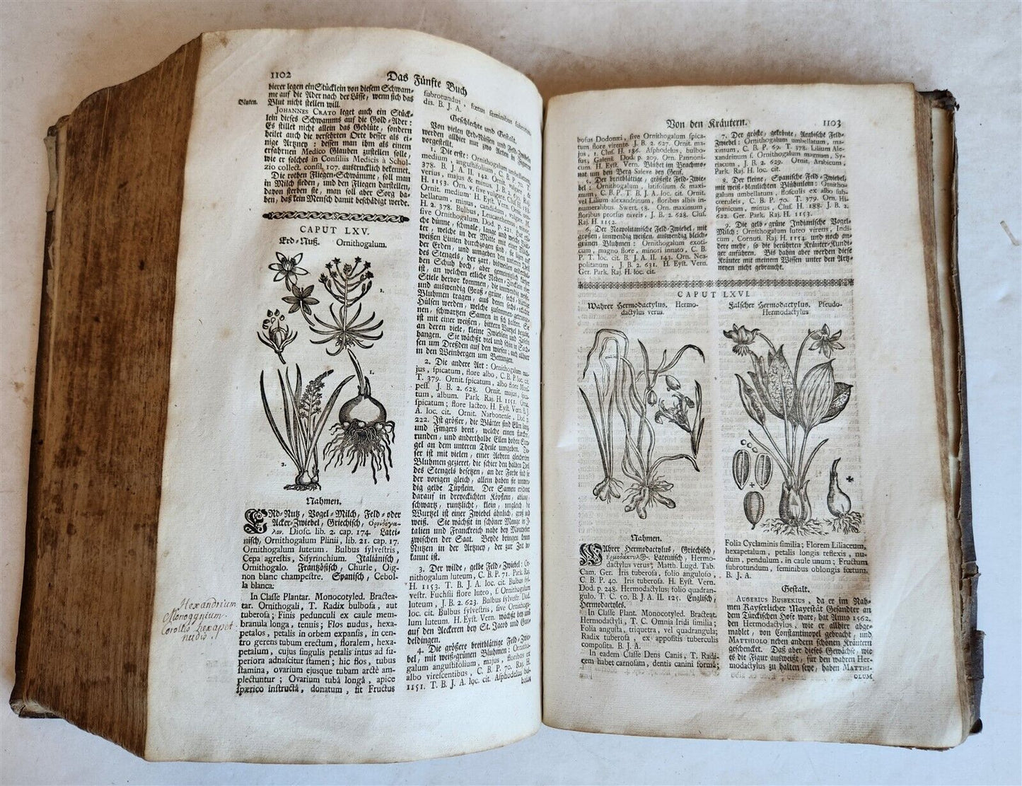 1744 THEATRUM BOTANICUM ILLUSTRATED GERMAN HERBAL antique PIGSKIN BOUND FOLIO