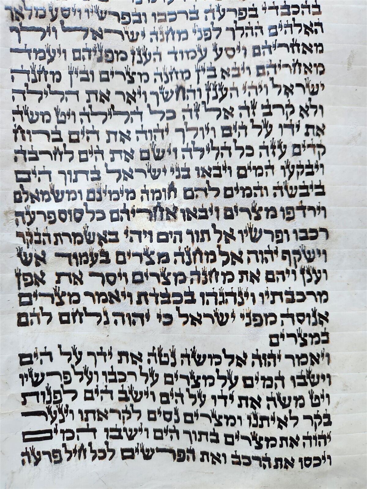 TORAH SCROLL FRAGMENT MANUSCRIPT on VELLUM antique BIBLE EXODUS 12:5-14:28
