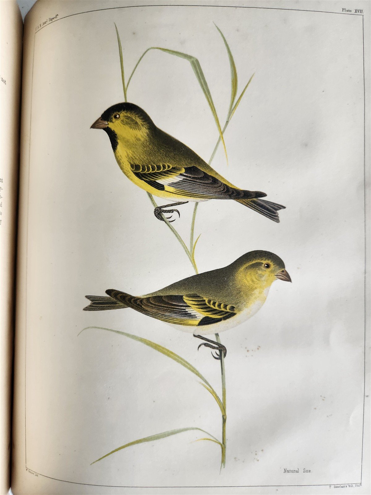 1855 South Hemisphere US Naval Astronomical Expedition ANTIQUE illustrated 2 VOL