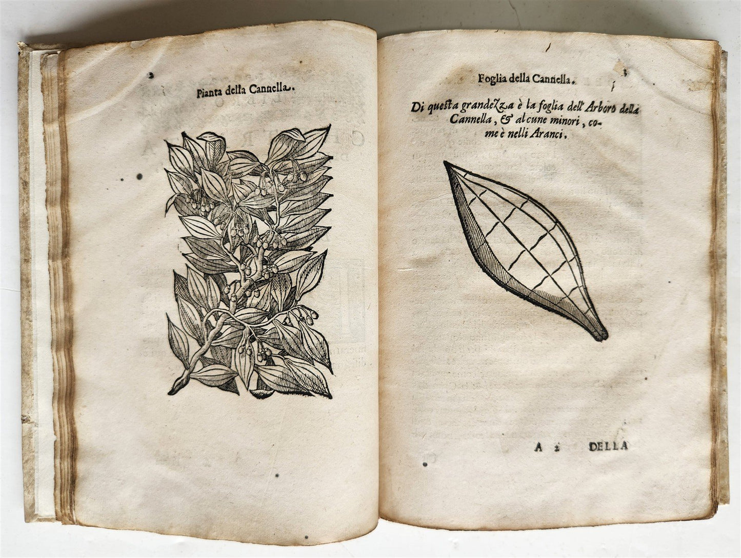 1585 HISTORY NATURE & POWER of MEDICINAL DRUGS by C. Acosta antique ILLUSTRATED