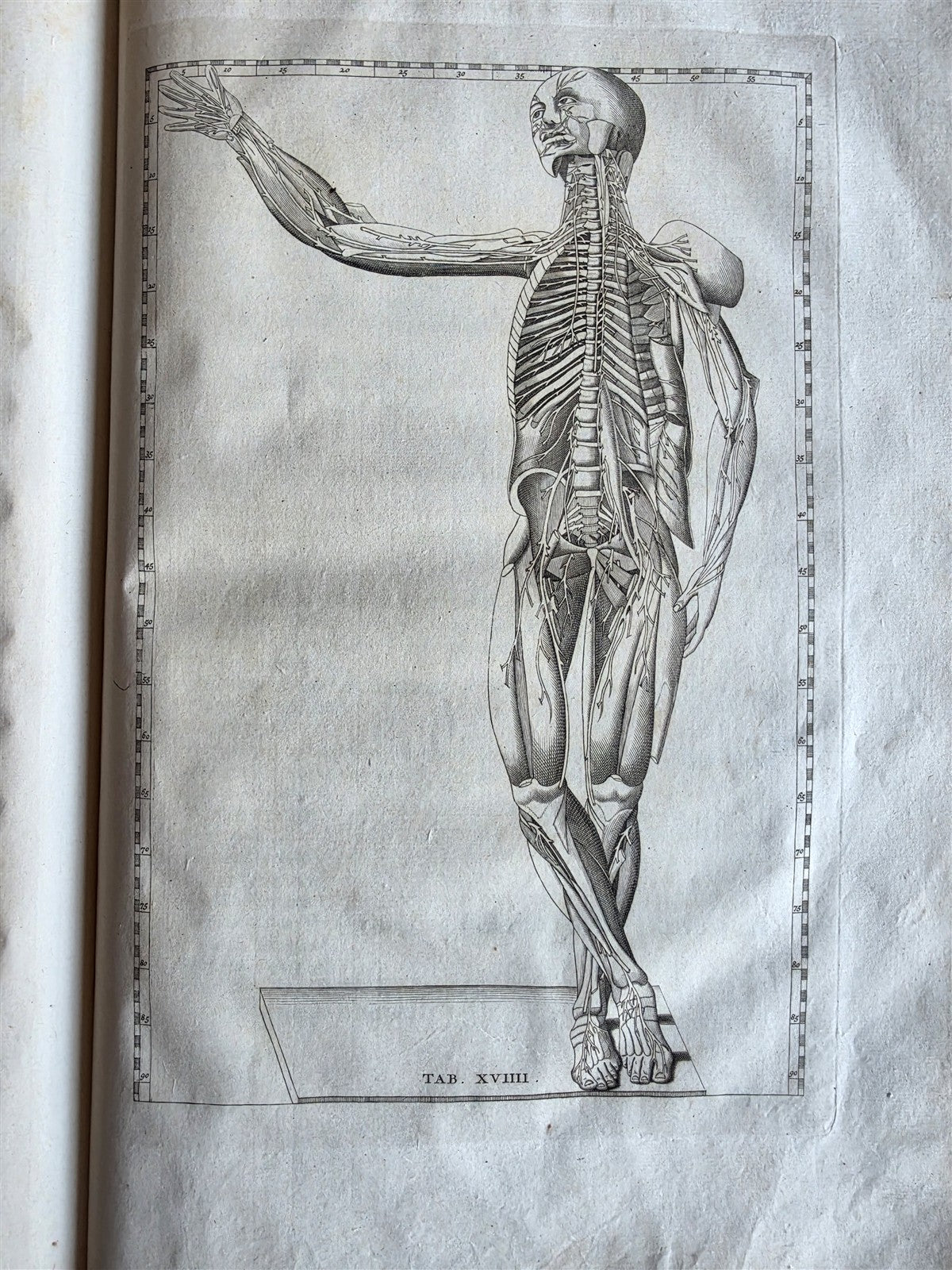 1744 ANATOMICAL TREATISE Tabularum Anatomicarum ILLUSTRATED FOLIO antique
