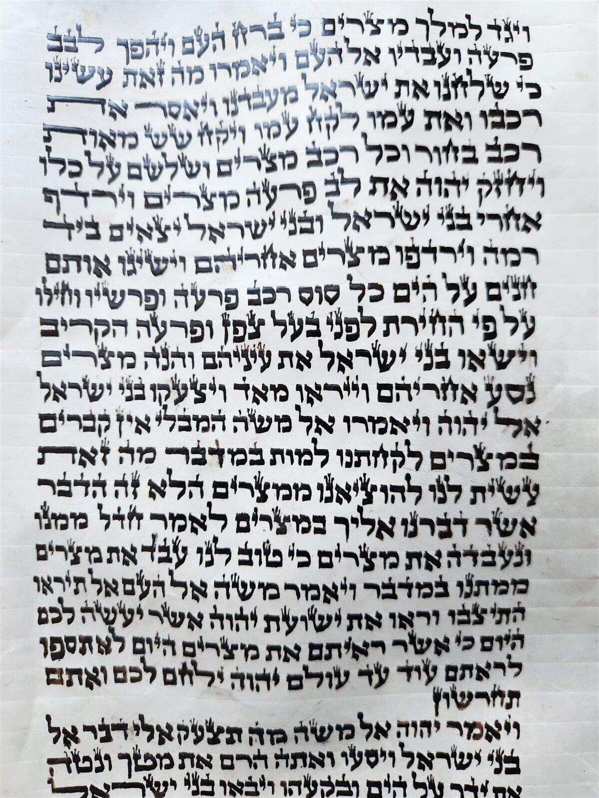 TORAH SCROLL FRAGMENT MANUSCRIPT on VELLUM antique BIBLE EXODUS 12:5-14:28