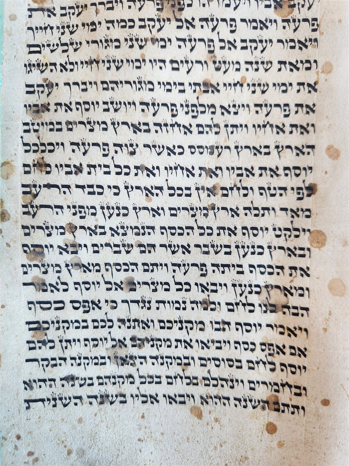 TORAH SCROLL large FRAGMENT MANUSCRIPT VELLUM antique BIBLE GENESIS 32:3-47:18