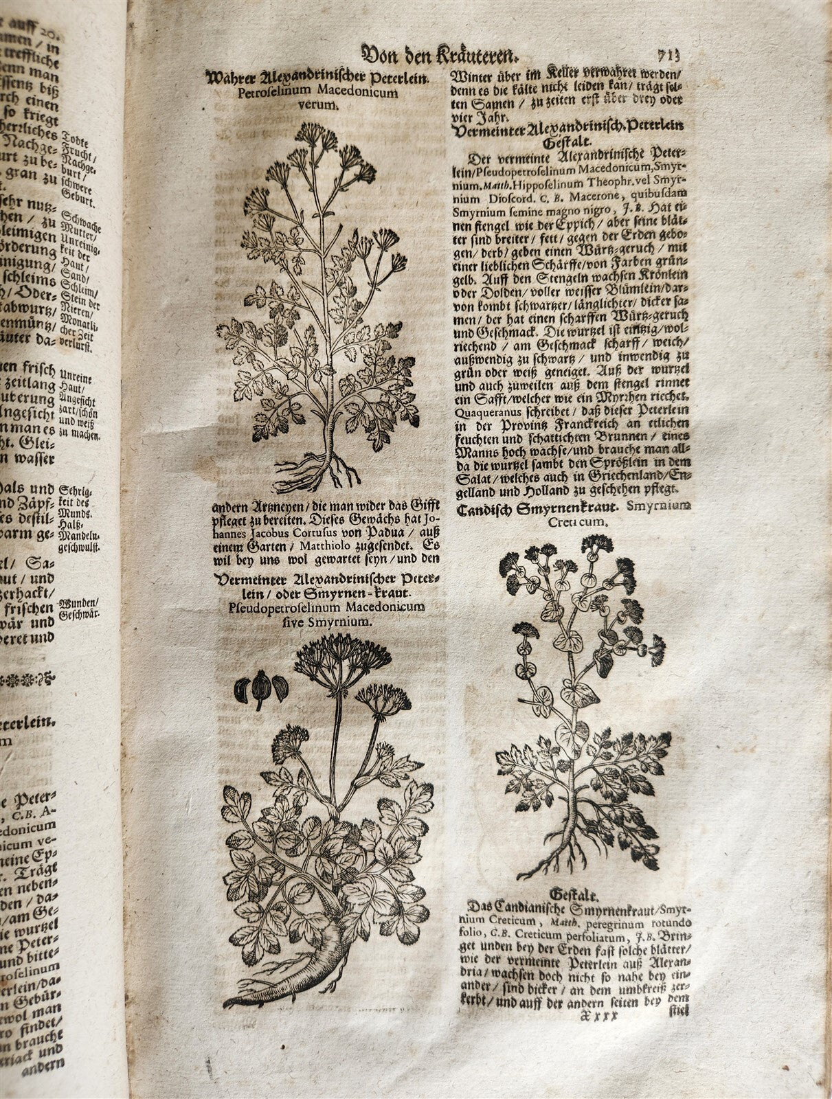 1696 THEATRUM BOTANICUM by Theodor ZWINGER antique ILLUSTRATED FOLIO in GERMAN