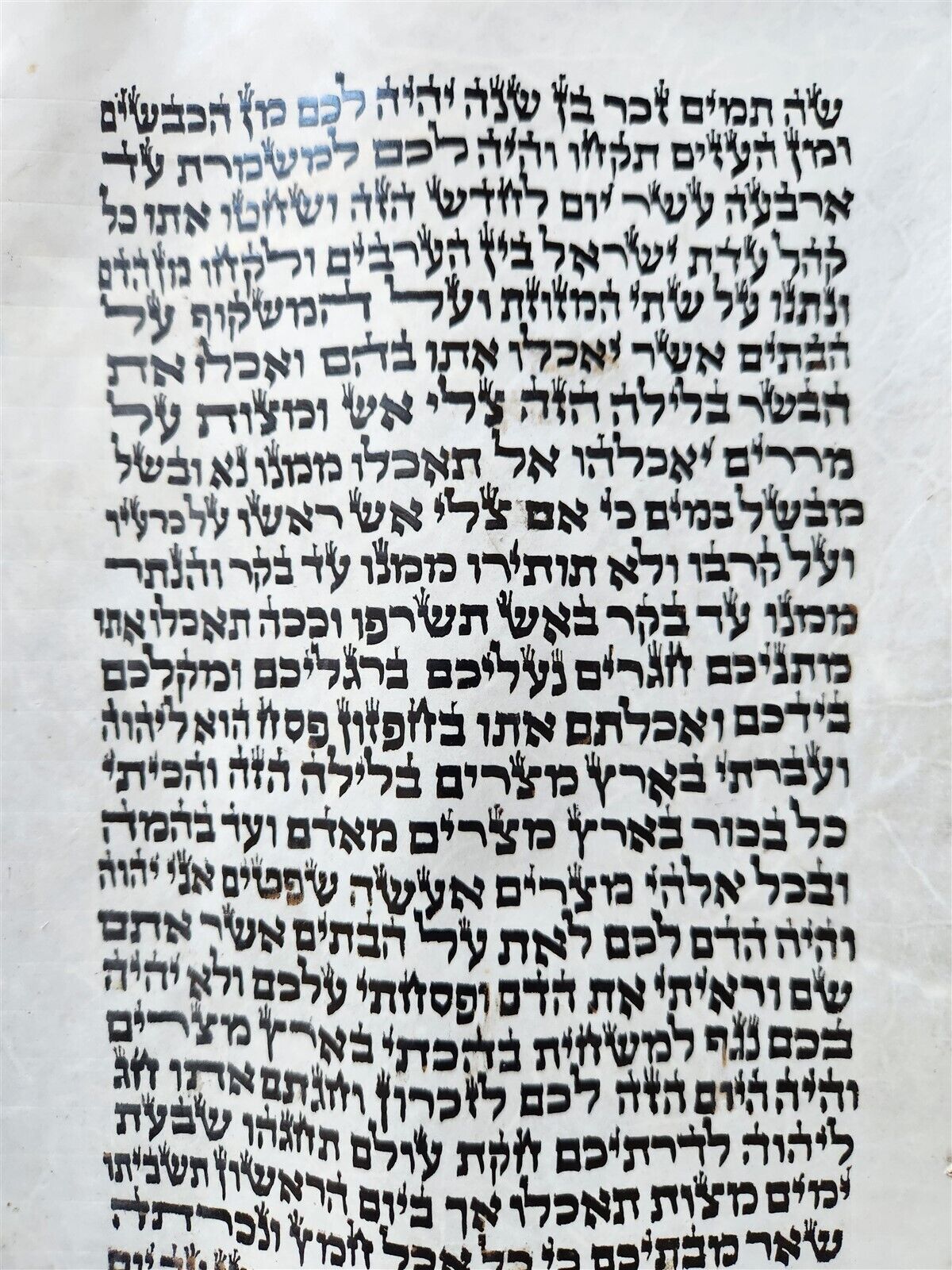 TORAH SCROLL FRAGMENT MANUSCRIPT on VELLUM antique BIBLE EXODUS 12:5-14:28