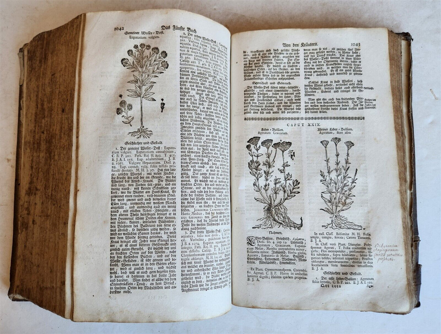 1744 THEATRUM BOTANICUM ILLUSTRATED GERMAN HERBAL antique PIGSKIN BOUND FOLIO