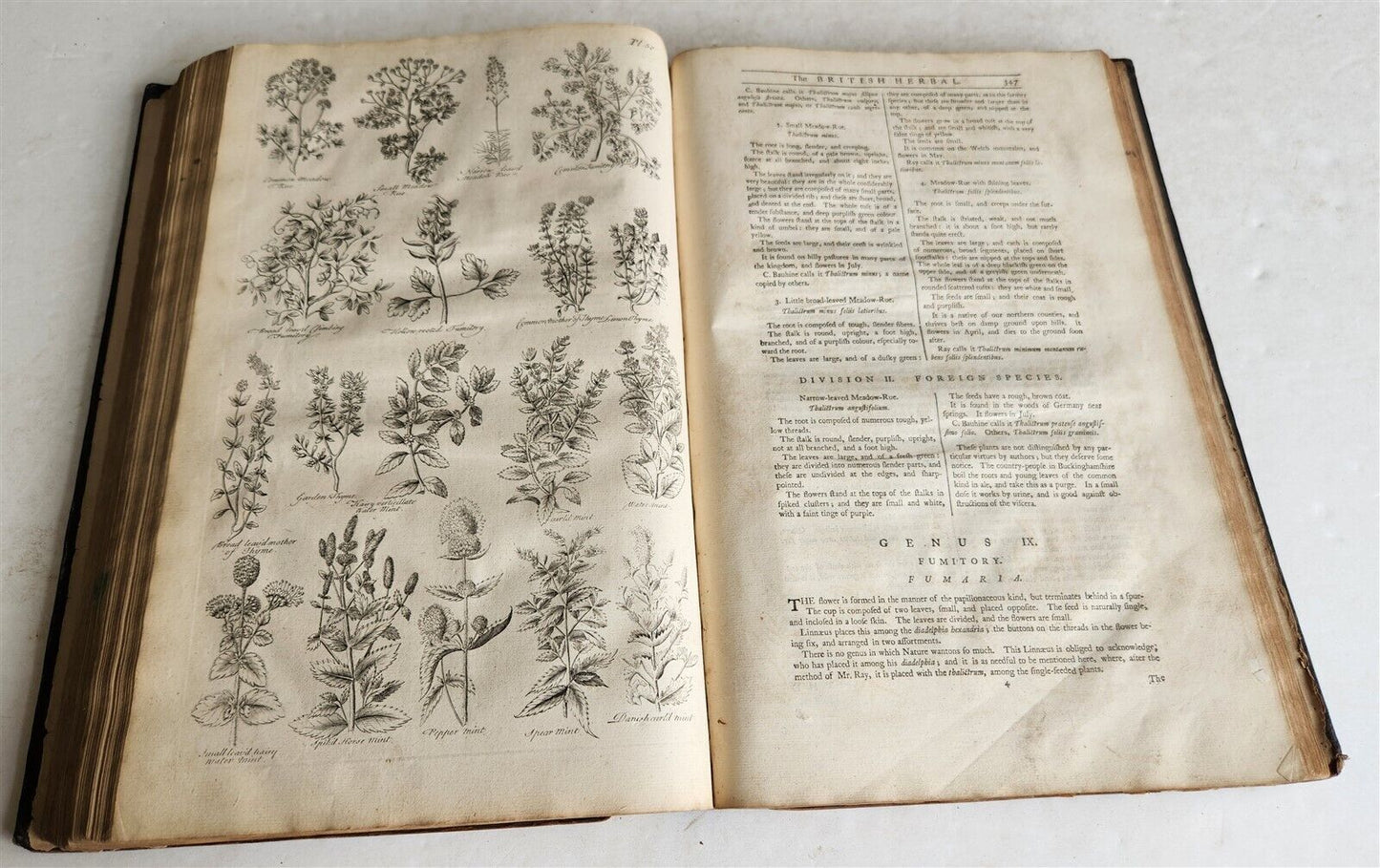 1756 BRITISH HERBAL J.HILL antique ILLUSTRATED FOLIO HISTORY OF PLANTS & TREES