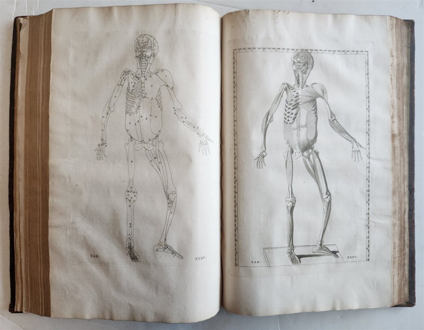 1744 ILLUSTRATED ANATOMY antique FOLIO Explicatio tabularum anatomicarum ALBINUS