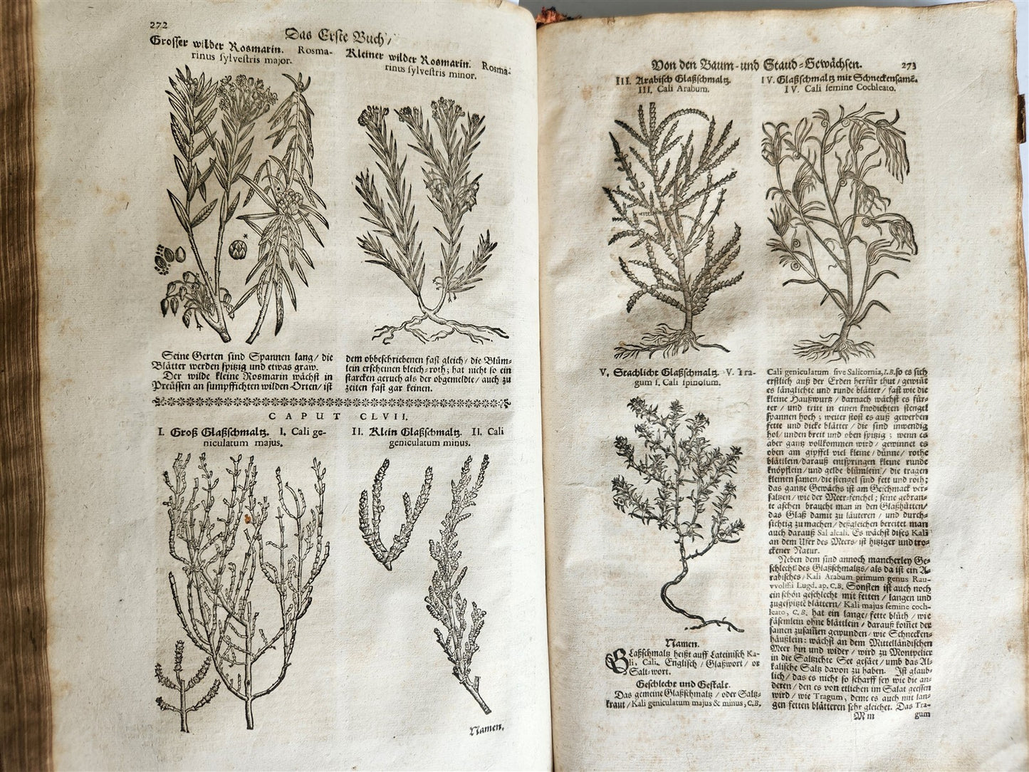 1696 THEATRUM BOTANICUM by Theodor ZWINGER antique ILLUSTRATED FOLIO in GERMAN
